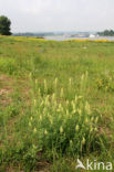 Yellow Cut-leaved Mignonette (Reseda lutea)