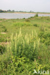 Yellow Cut-leaved Mignonette (Reseda lutea)