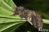 Three-humped Prominent (Notodonta tritophus)