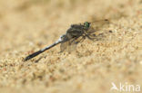 Orthetrum albistylum