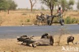 African white-backed vulture (Gyps africanus) 