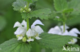 White Dead-nettle (Lamium album)