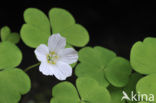 Witte klaverzuring (Oxalis acetosella)