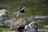 Witte Kwikstaart (Motacilla alba)