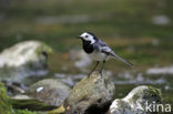 Witte Kwikstaart (Motacilla alba)