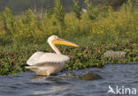 Roze Pelikaan (Pelecanus onocrotalus)