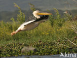 Roze Pelikaan (Pelecanus onocrotalus)