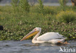 Roze Pelikaan (Pelecanus onocrotalus)