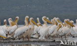 Roze Pelikaan (Pelecanus onocrotalus)