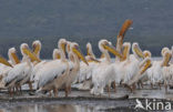 Roze Pelikaan (Pelecanus onocrotalus)