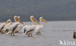 Roze Pelikaan (Pelecanus onocrotalus)