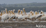 Roze Pelikaan (Pelecanus onocrotalus)