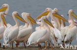 Roze Pelikaan (Pelecanus onocrotalus)