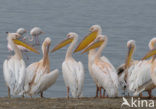 Roze Pelikaan (Pelecanus onocrotalus)