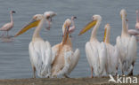 Roze Pelikaan (Pelecanus onocrotalus)