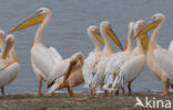 Roze Pelikaan (Pelecanus onocrotalus)