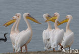 Roze Pelikaan (Pelecanus onocrotalus)