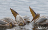 Roze Pelikaan (Pelecanus onocrotalus)