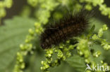 Witte tijger (Spilosoma lubricipeda)