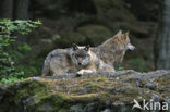 Wolf (Canis lupus)