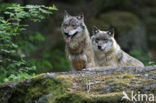 Wolf (Canis lupus)