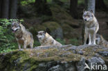 Wolf (Canis lupus)