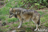 Grey Wolf (Canis lupus)