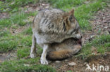 Grey Wolf (Canis lupus)
