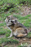 Grey Wolf (Canis lupus)