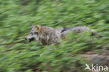 Grey Wolf (Canis lupus)