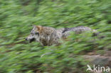 Wolf (Canis lupus)