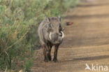 Common Warthog (Phacochoerus africanus)