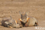 Common Warthog (Phacochoerus africanus)