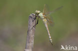 Zadellibel (Anax ephippiger)