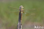 Zadellibel (Anax ephippiger)