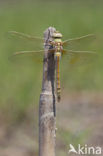 Zadellibel (Anax ephippiger)