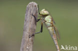 Zadellibel (Anax ephippiger)