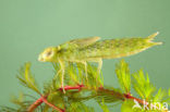 Zadellibel (Anax ephippiger)