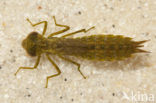 Zadellibel (Anax ephippiger)