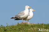 Zilvermeeuw (Larus argentatus)