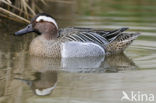 Garganey (Anas querquedula)