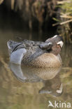 Garganey (Anas querquedula)