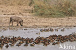 Garganey (Anas querquedula)