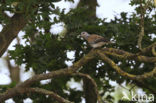 Zomertortel (Streptopelia turtur) 