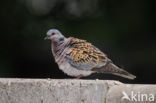 Zomertortel (Streptopelia turtur) 