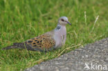 Zomertortel (Streptopelia turtur) 