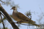 Zomertortel (Streptopelia turtur) 