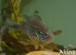 Pumpkinseed Sunfish (Lepomis gibbosus)