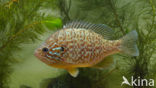 Pumpkinseed Sunfish (Lepomis gibbosus)