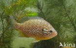 Pumpkinseed Sunfish (Lepomis gibbosus)